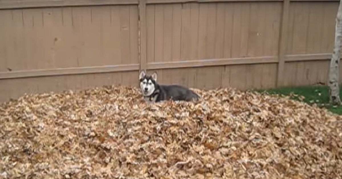 Cucciolo di Husky stupisce il web giocando con un mucchio di foglie, quello che fa in video è assurdo