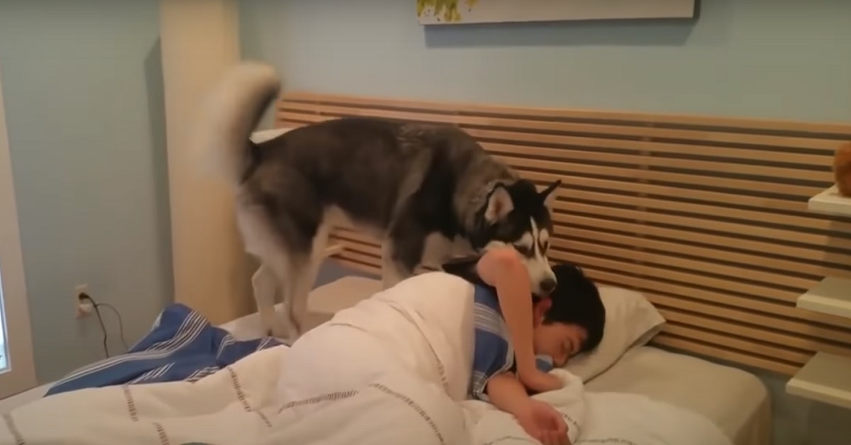 Un cucciolo Husky diventa la sveglia perfetta per il proprietario, nel video la reazione della coppia