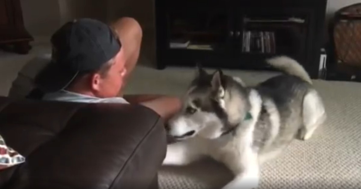 Un cucciolo di Husky vuole attenzioni maggiori dal suo padrone (VIDEO)