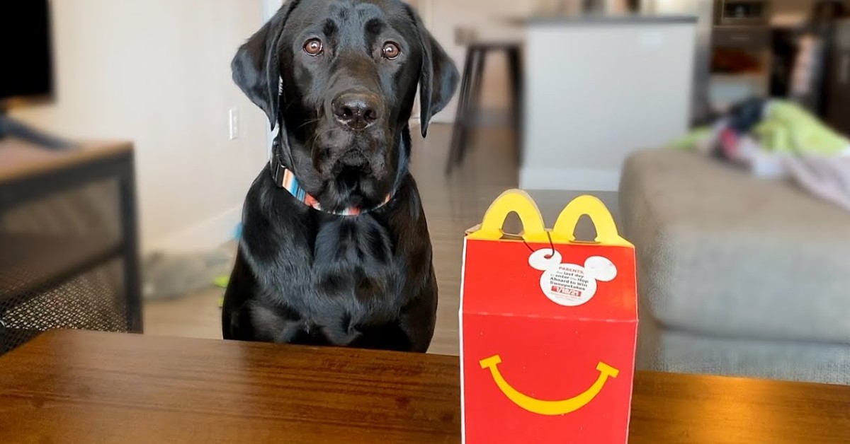 Un cucciolo di Labrador mangia Mcdonald o perlomeno crede di mangiarlo (VIDEO)