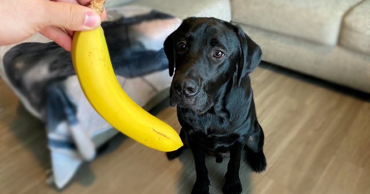 Un cucciolo di Labrador mangia una banana per la prima volta (VIDEO)