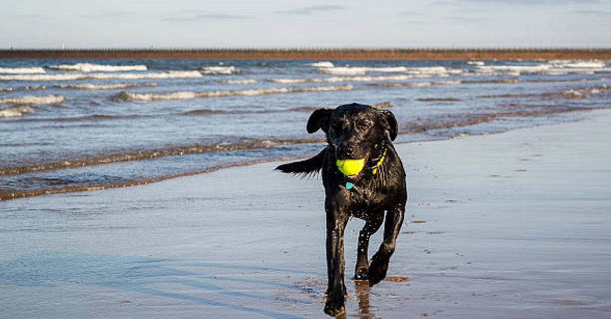 Cucciolo di Labrador va al mare per la prima volta, la sua emozione nel video è indescrivibile