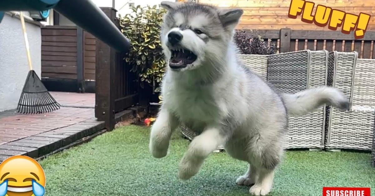 Cucciolo di Malamute lotta con un soffiatore da giardino (VIDEO)