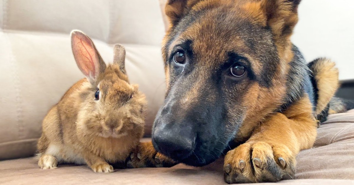 Un cucciolo di pastore tedesco Rocky gioca con un coniglio dolcissimo (VIDEO)