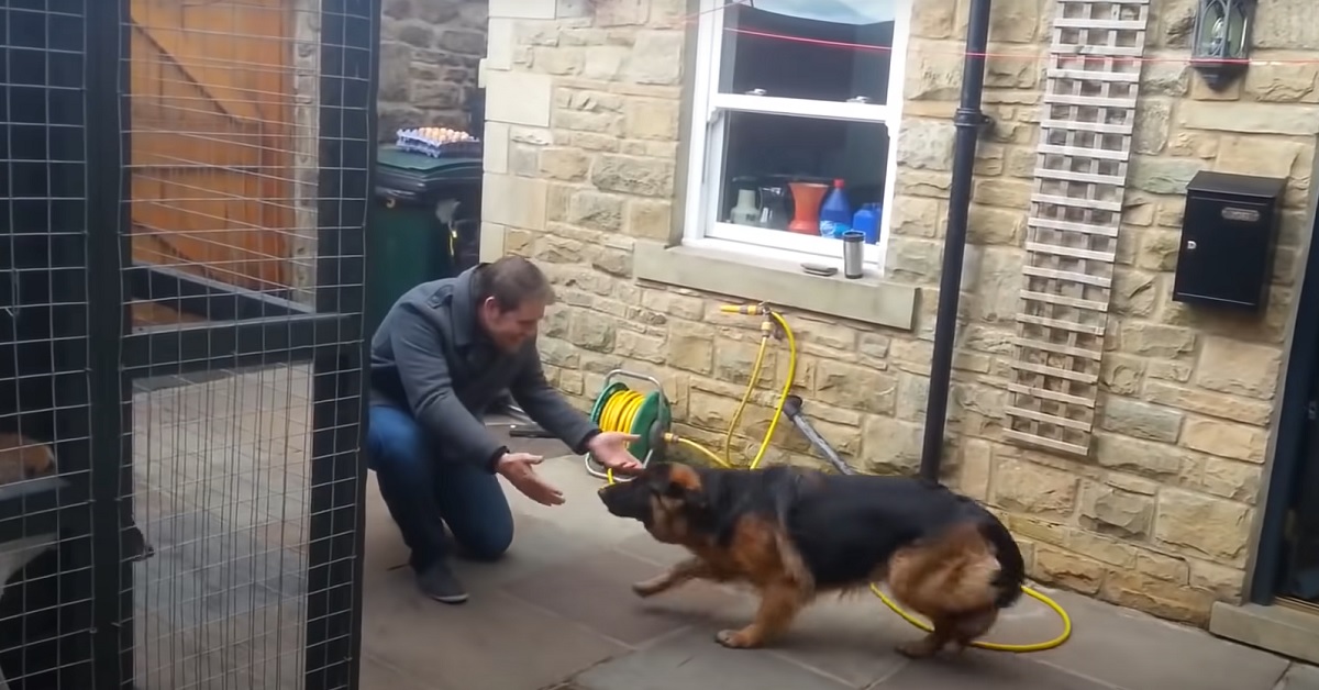 La cucciola di pastore tedesco rivede il suo papà dopo tanti mesi, il video del toccante incontro