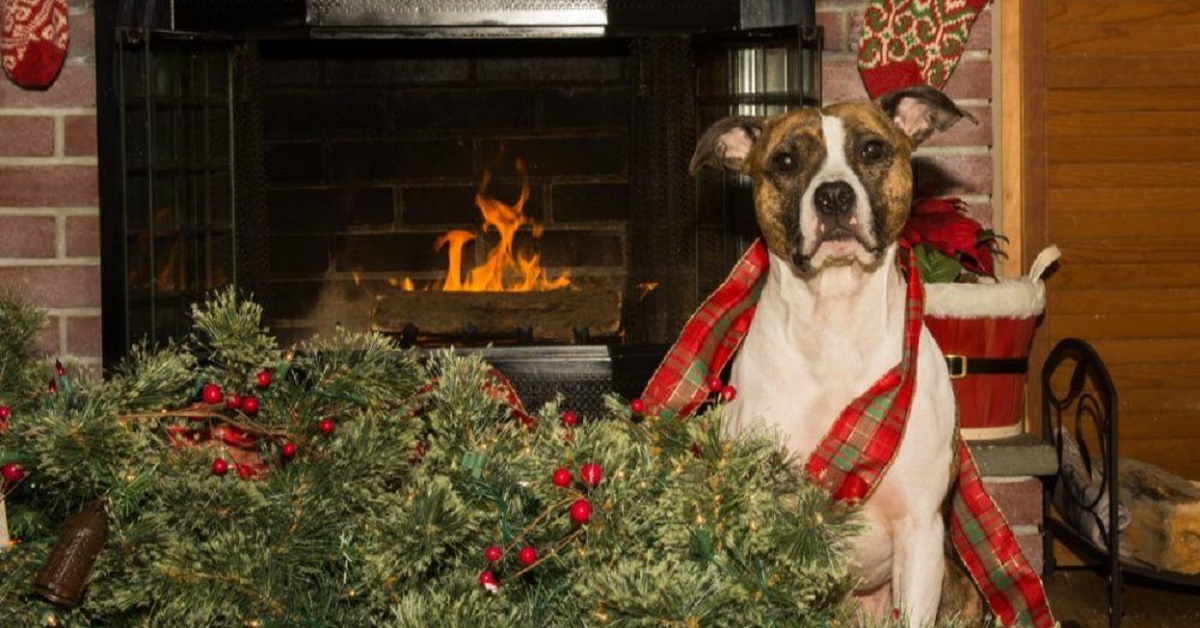 Cucciolo di Pitbull fa cadere l’albero di natale, ciò che succede dopo nel video è sconcertante