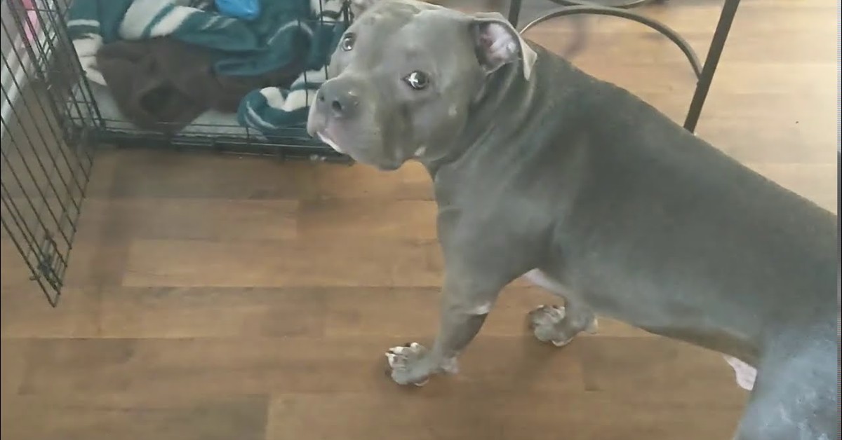 Un cucciolo di Pitbull parla con il padrone e discutono di un giocattolo (VIDEO)