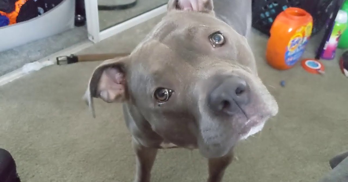 Un cucciolo di Pitbull parla del suo osso con il suo padrone (VIDEO)