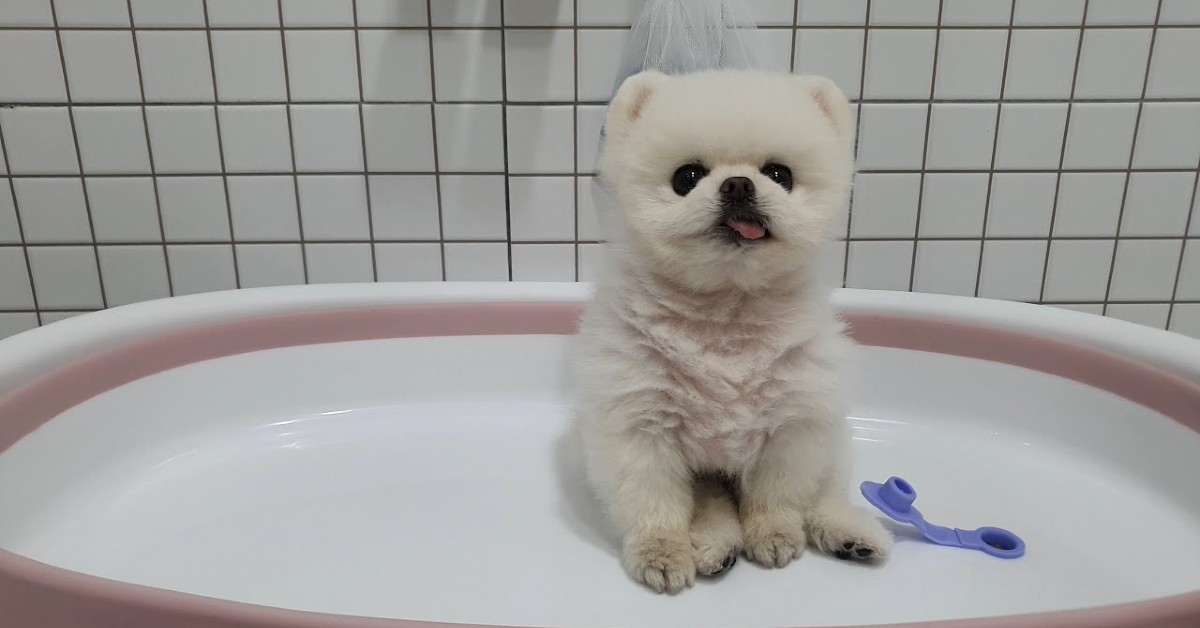 Cucciolo di Pomerania chiede di fare il bagno alla padrona (VIDEO)
