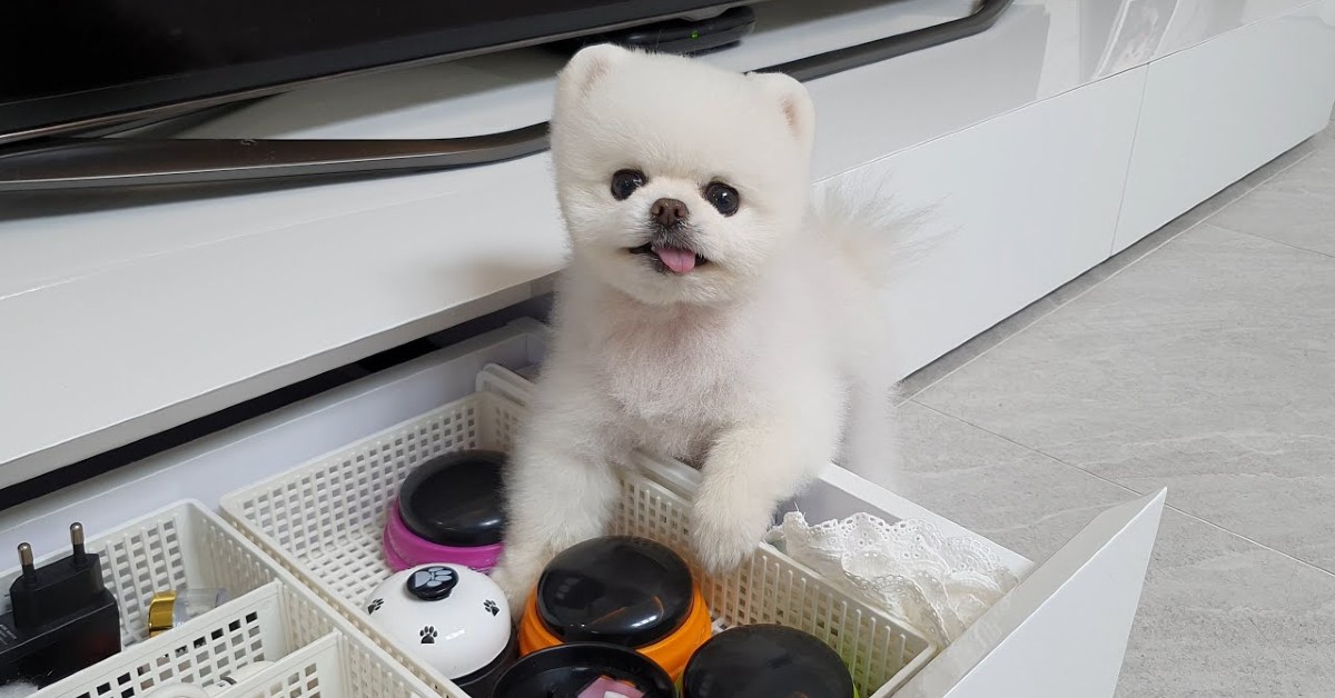 Cucciolo di Pomerania vuole essere pettinato e lo fa capire alla padrona (VIDEO)