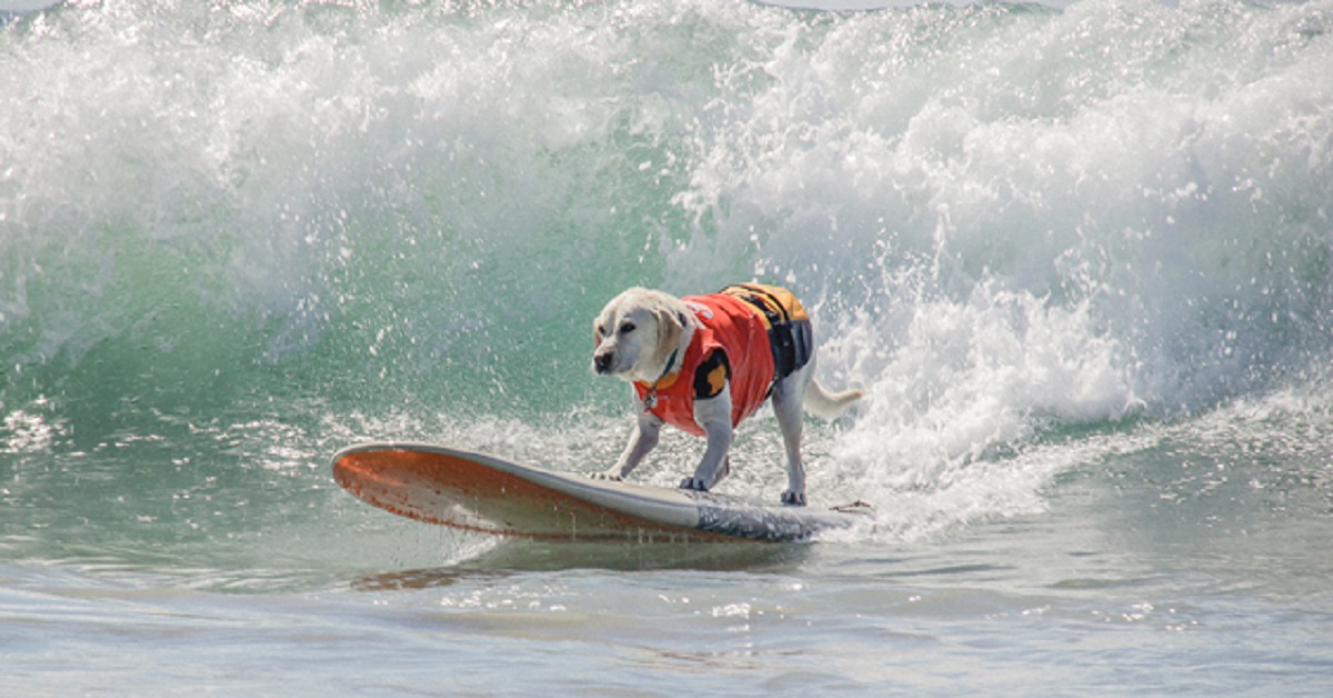 Cucciolo di Labrador sopra la tavola da surf, non potrete credere al suo talento in video