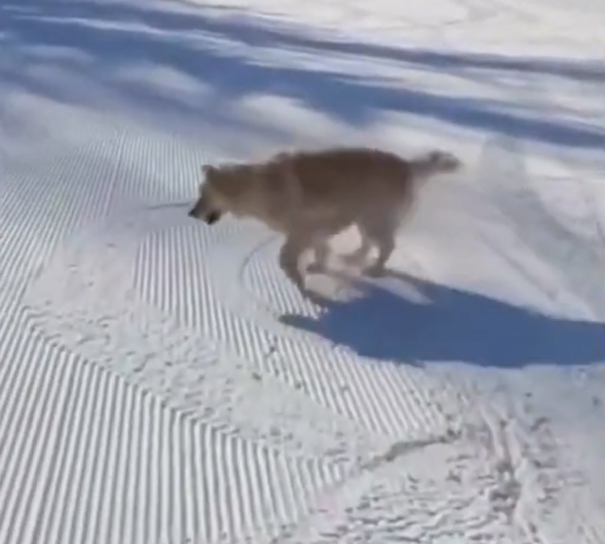 cucciolo golden divertimento assicurato neve