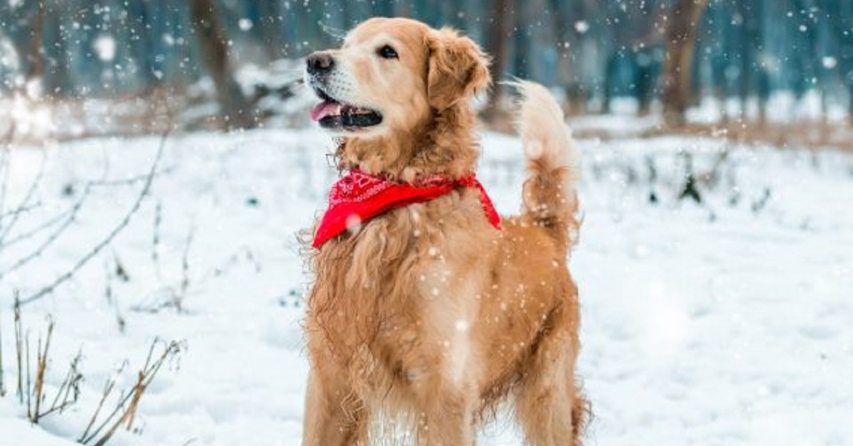Cucciolo Golden Retriever scivola felicemente sulla neve, il video fa il giro del web e incanta chiunque