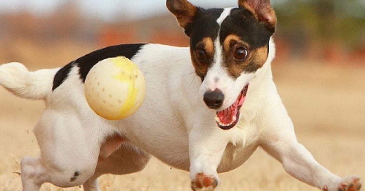 Cucciolo Jack Russell scopre il gioco più bello del mondo, il video ne è la chiara dimostrazione