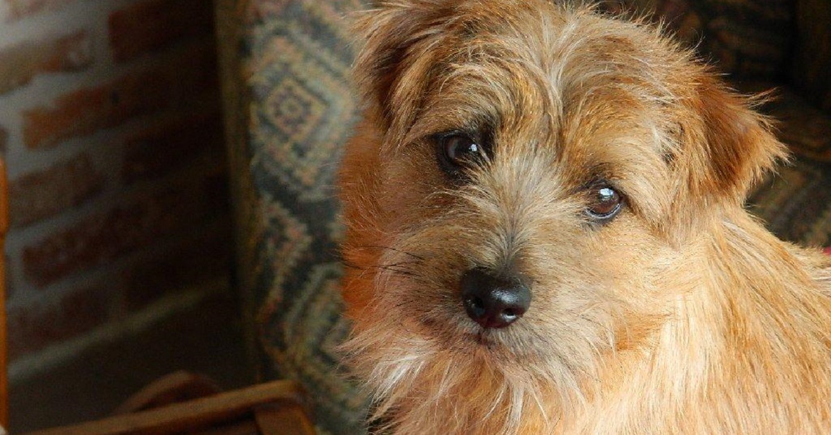 Cucciolo Norfolk Terrier non sa contenere la sua gioia, esilaranti sono i suoi versi in video