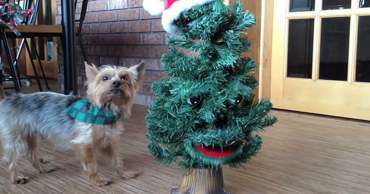Cucciolo Silky Terrier alle prese con un albero di Natale parlante, il video vi migliorerà la giornata