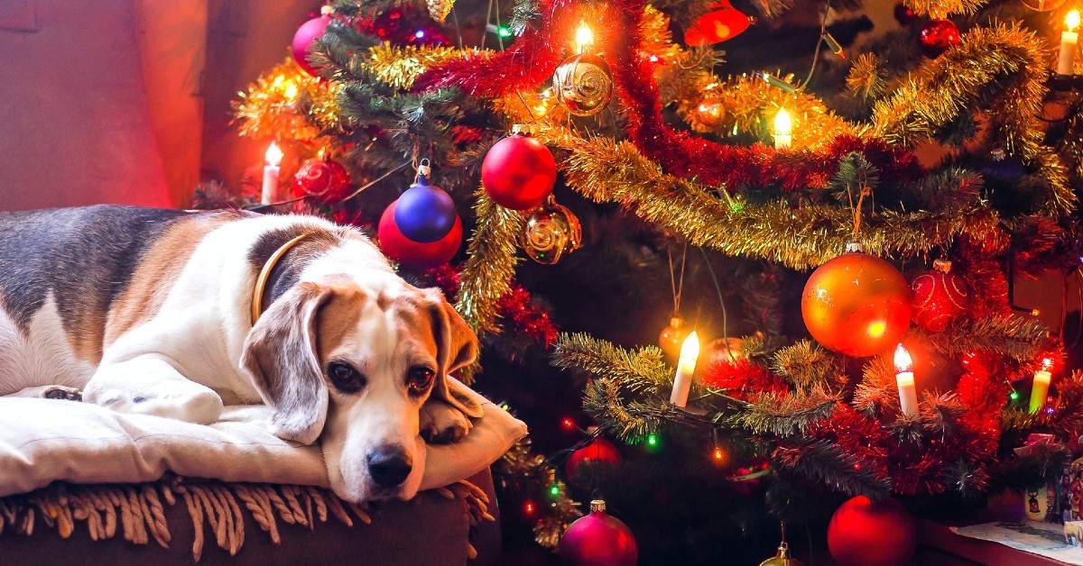 cuccioli di cane e albero di natale