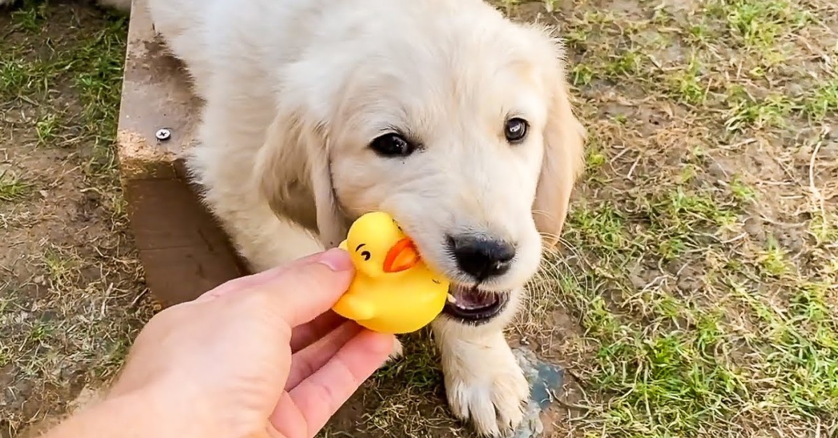 Dei cuccioli di Golden Retriever giocano in giardino con delle papere gialle (VIDEO)