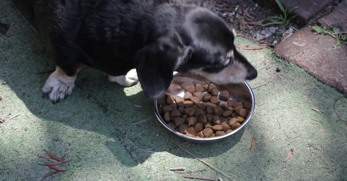 Attenzione al colore delle gengive del tuo cane, può farti capire se sta molto male