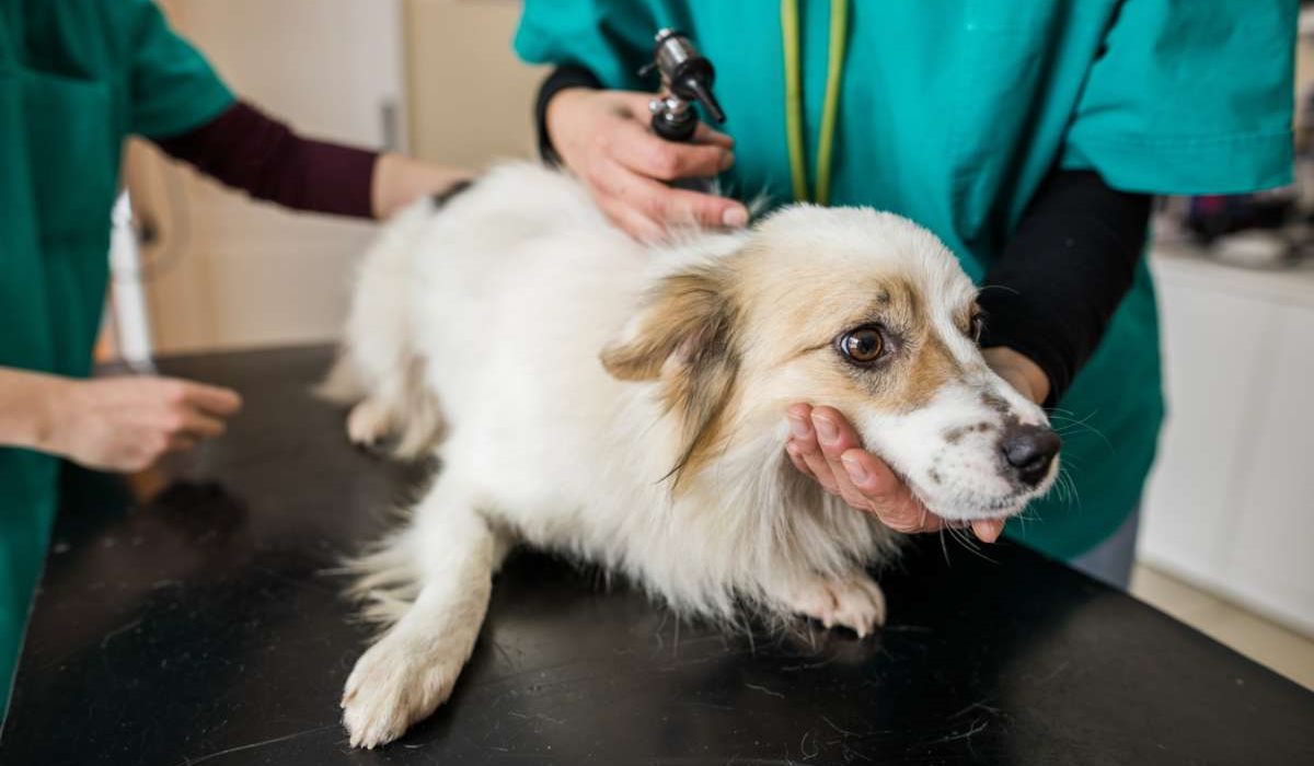 cane spaventato dal veterinario