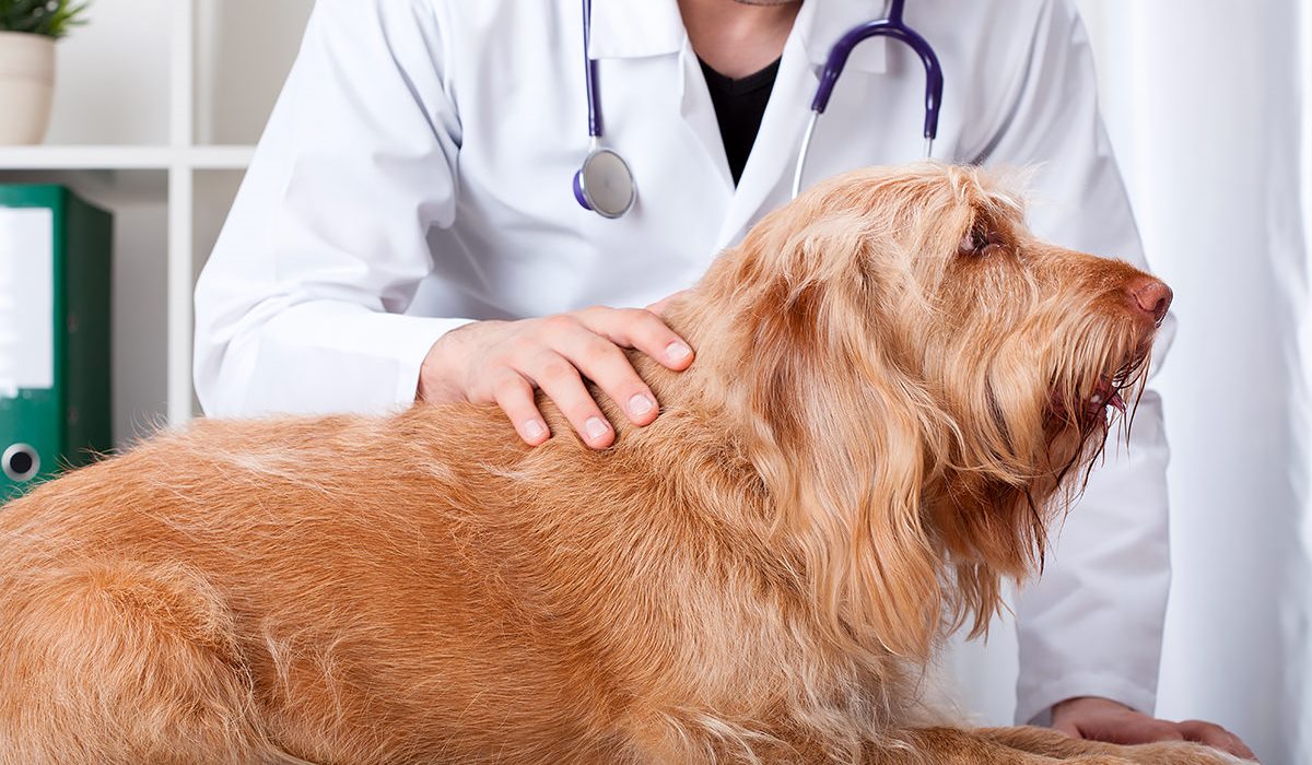 cane dal veterinario 