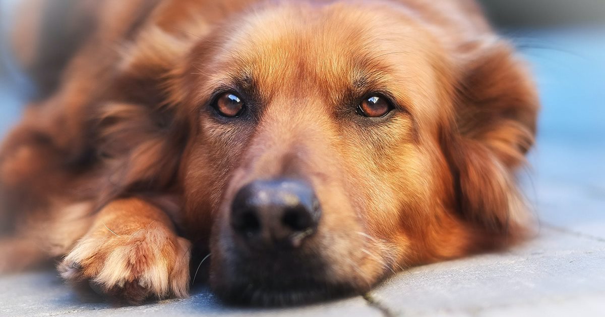 Direne per cani: cosa sapere su questo integratore per i quattrozampe