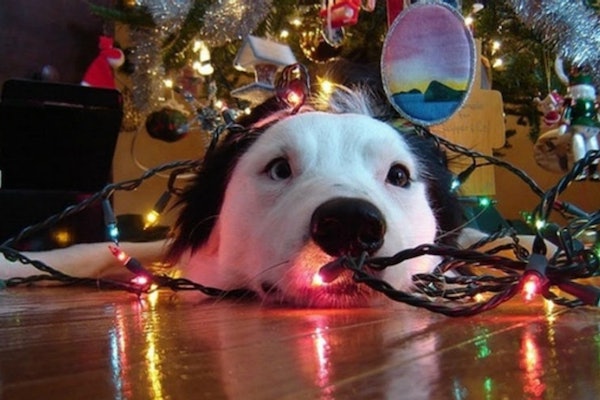 distrarre il cucciolo di cane dall'albero di Natale