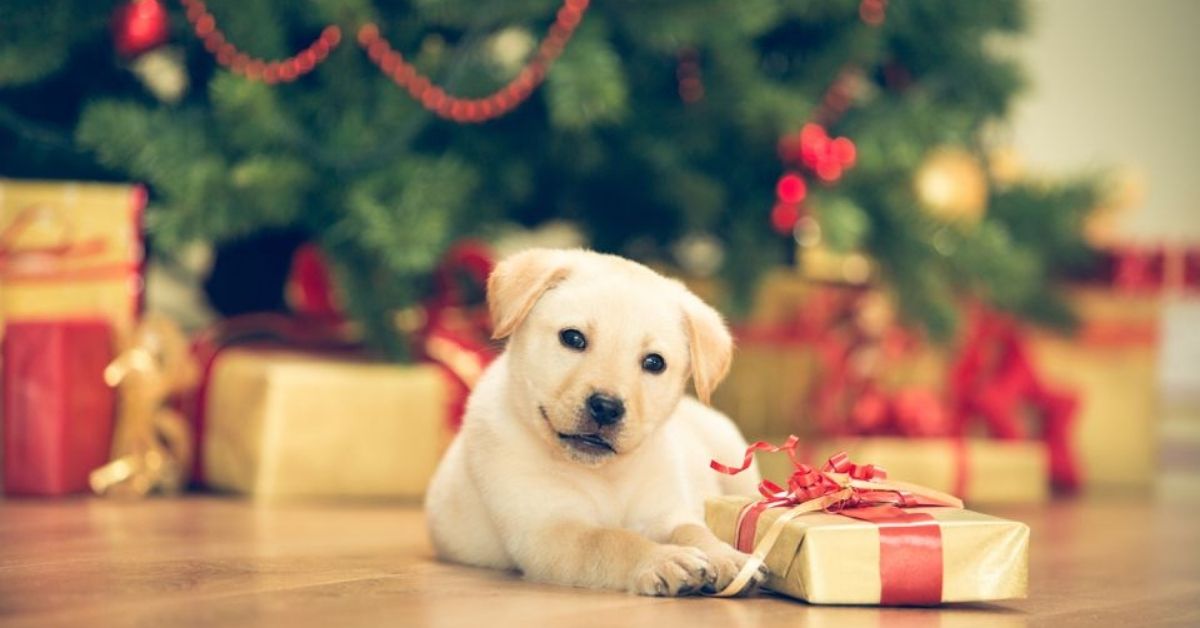 Distrarre il cucciolo di cane dall’albero di Natale: tutte le attenzioni e i consigli per riuscirci