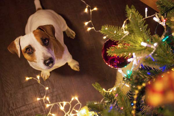 distrarre il cucciolo di cane dall'albero di Natale