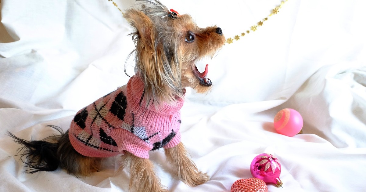 cuccioli di cane a capodanno