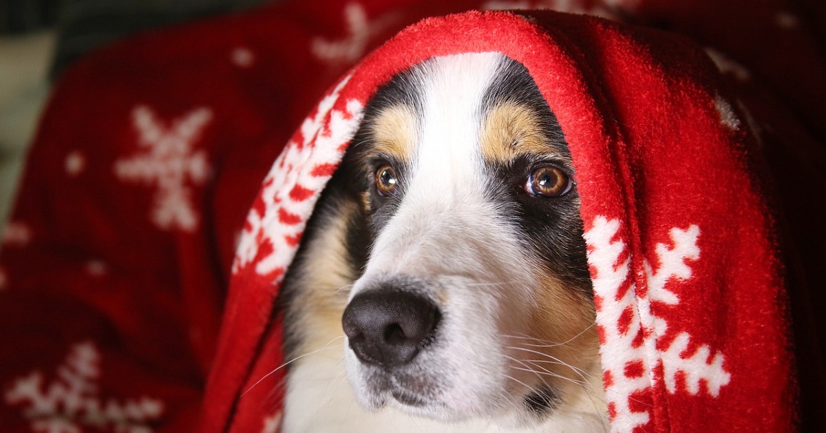 cuccioli di cane a capodanno