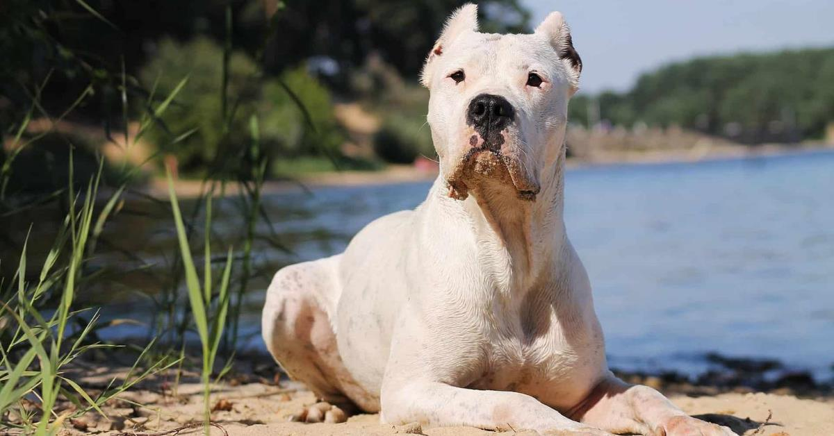 Dogo argentino sul lago 