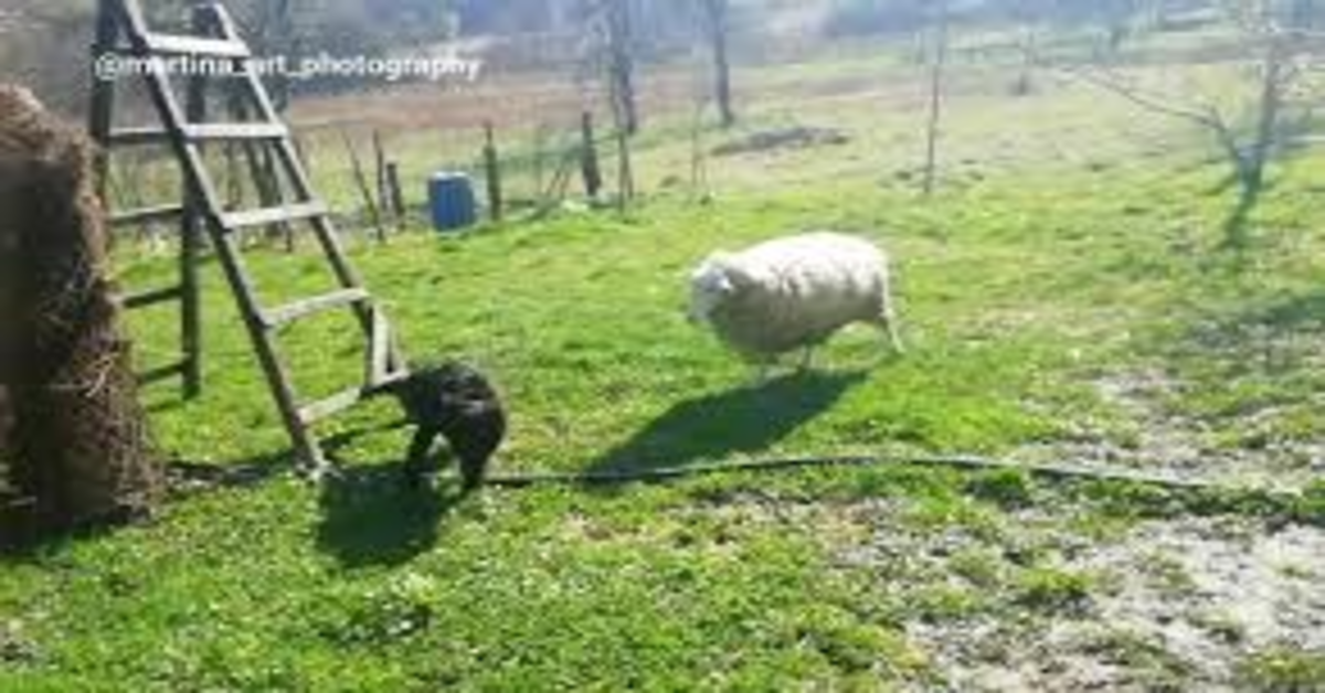 pecora e cane giocano insieme 