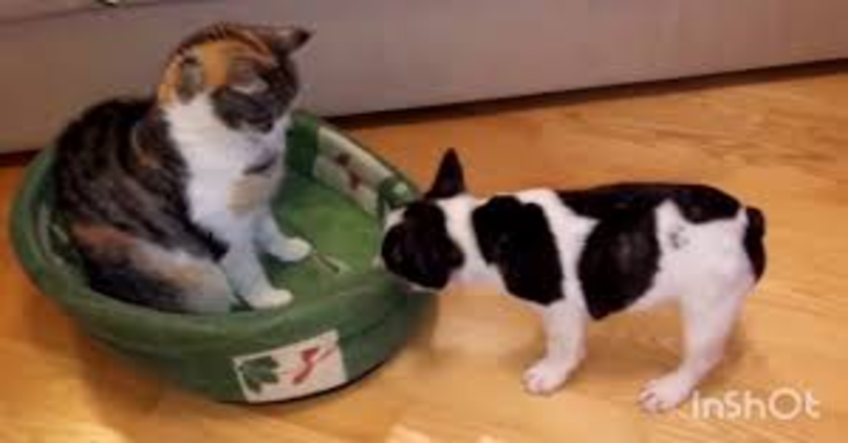 Bulldog francese scaccia gatto dalla cuccia