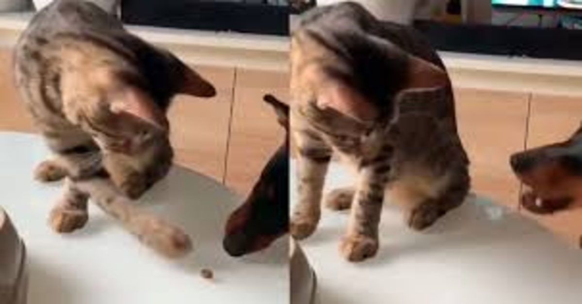 gatto generoso offre crocchette al cane