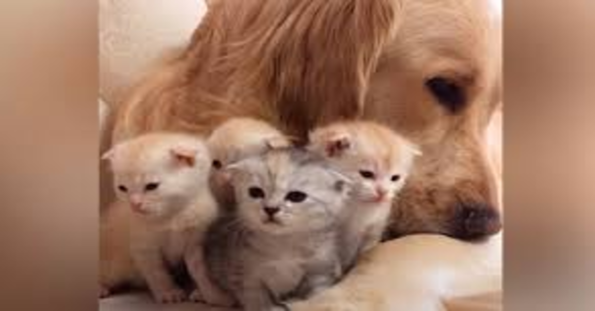 Il dolce cucciolo di Golden Retriever che aiuta mamma gatta a prendersi cura dei suoi piccoli (VIDEO)