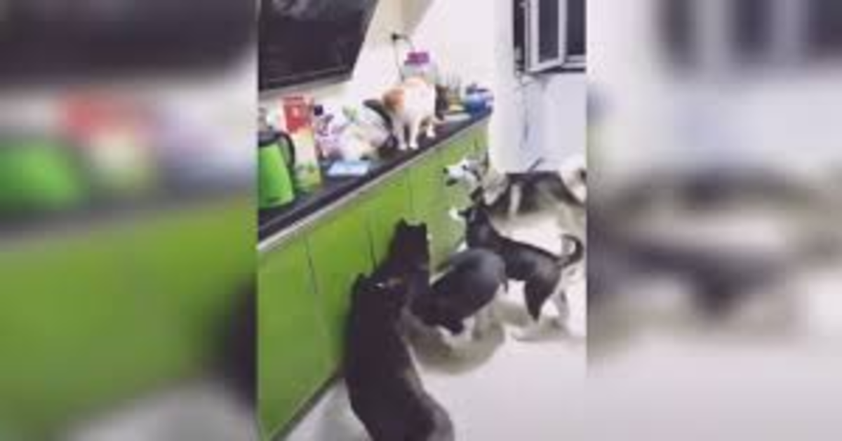 gatto distribuisce cibo agli Husky