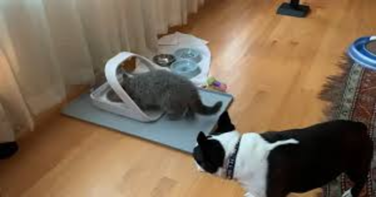 Bulldog francese non può rubare il cibo del gatto