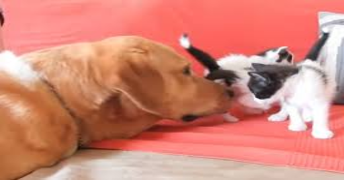 Aragon, un dolce cucciolo di cane che ha trovato dei gattini rinchiusi in una scatola di cartone (VIDEO)