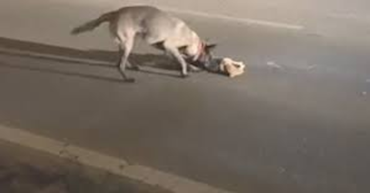 Pantera Nera, un cucciolo di cane che cerca di rianimare un gatto investito da un auto e commuove il web (VIDEO)