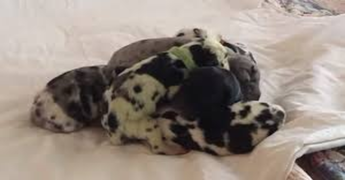 Verdant, il cucciolo di alano con il pelo verde (VIDEO)