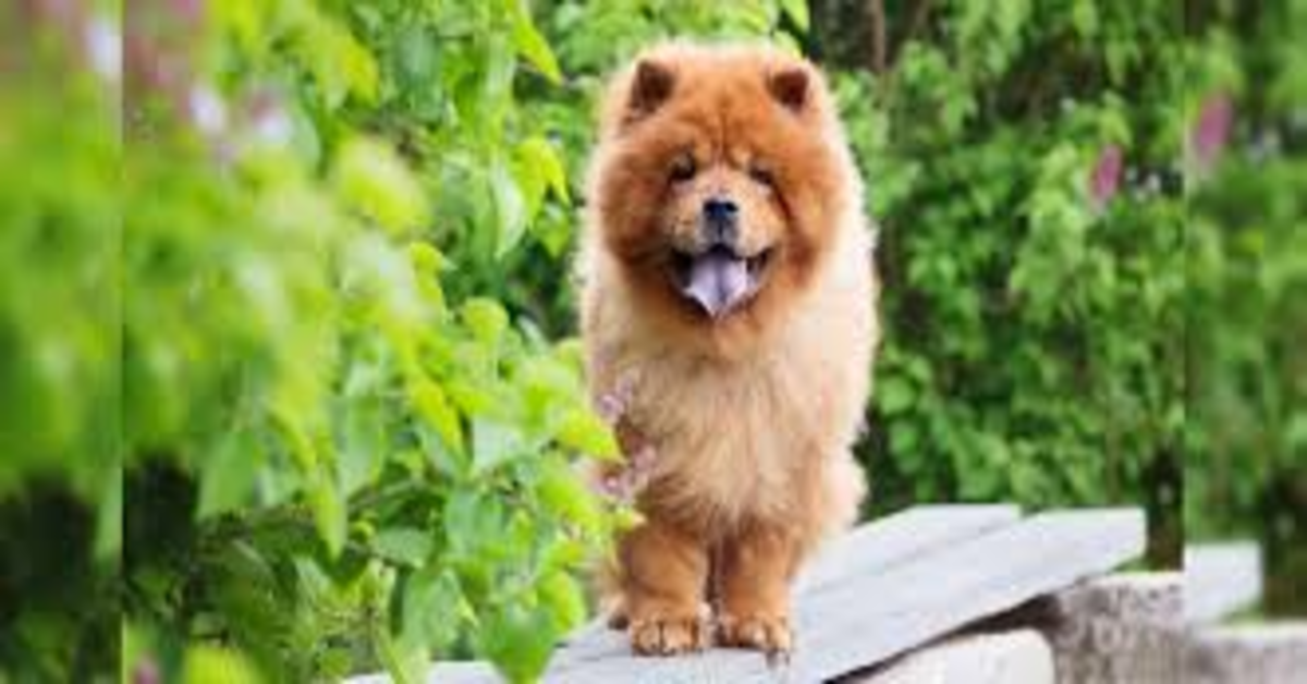 Chow Chow giardino