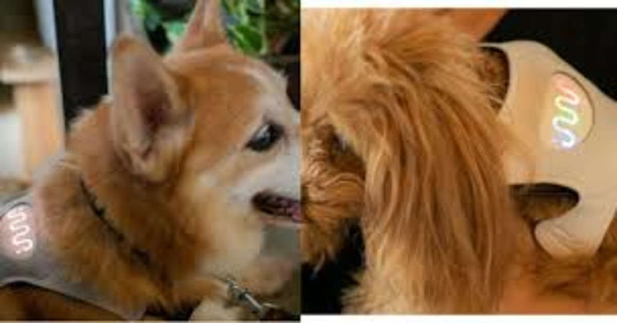 cane con collare inupathy due foto
