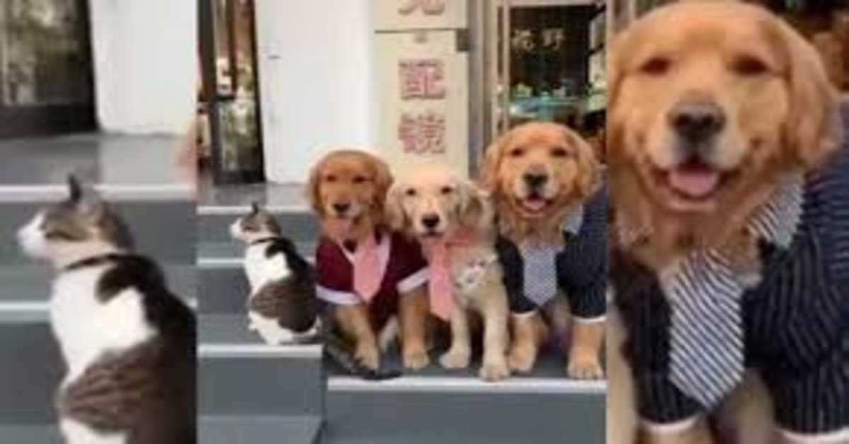 Il gattino non vuole apparire nella foto di famiglia con tre cuccioli di Golden Retriever e uno di loro lo obbliga (VIDEO)