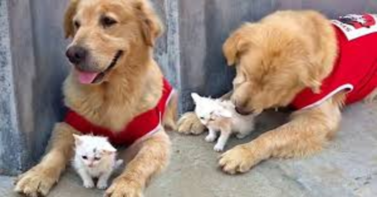 Doggo Golden si prende cura del gattino due foto