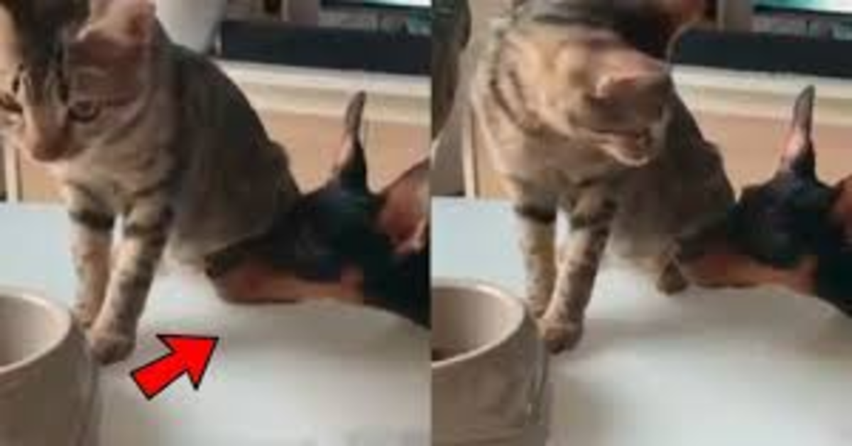 due foto gattino offre cibo al cane