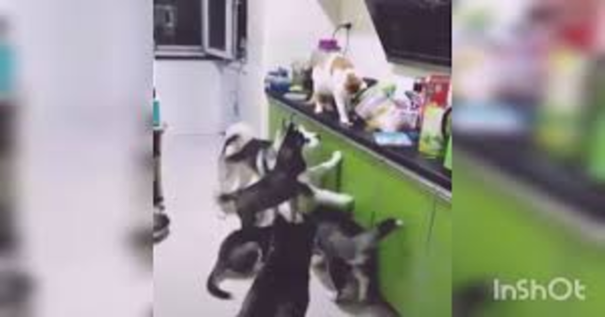 Husky aspettano che il gatto gli passi del cibo