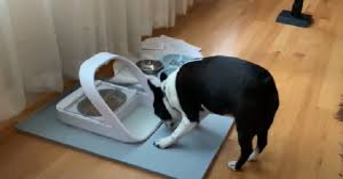 cane non riesce a prendere cibo a causa di speciale ciotola