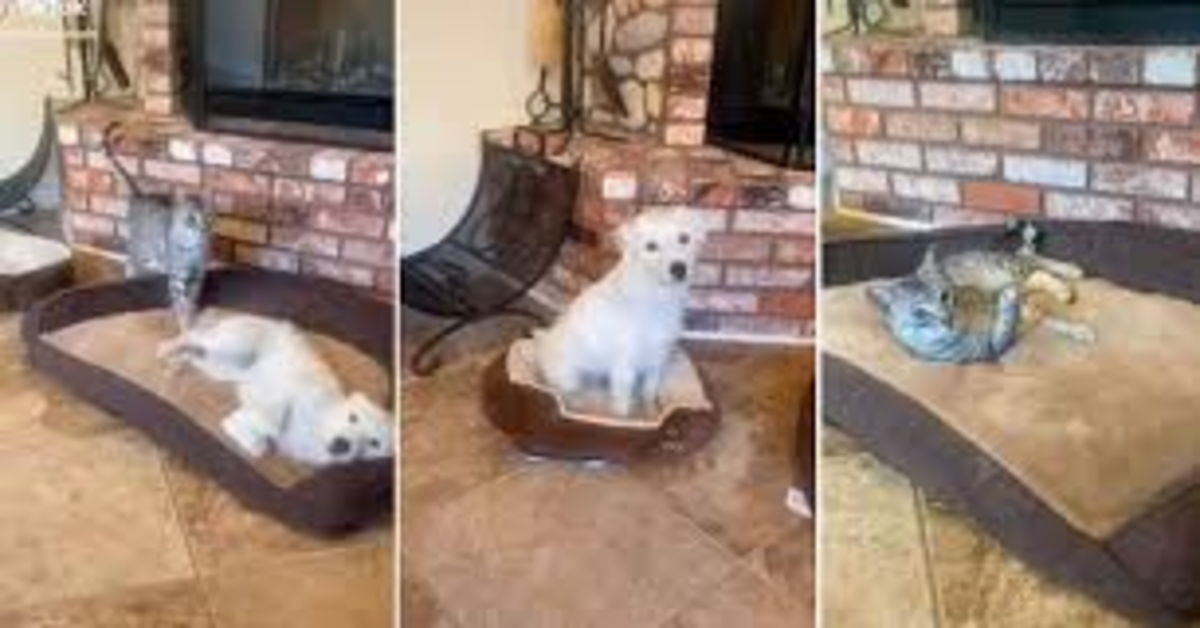 tre foto della dinamica in cui il gatto ruba la cuccia al cane
