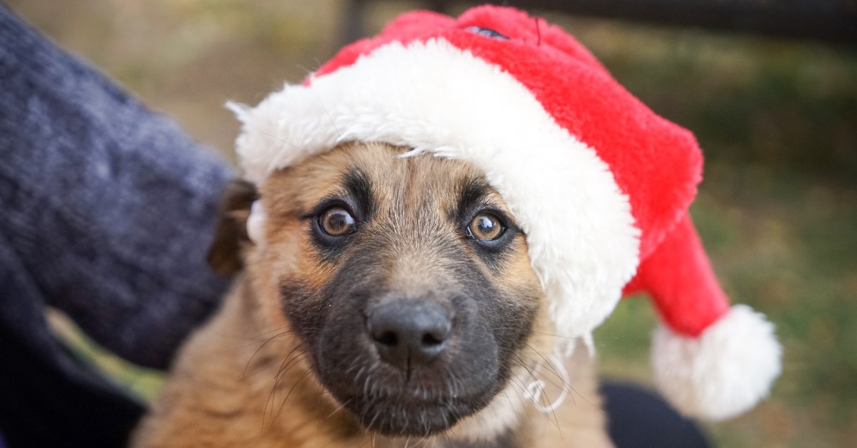 cagnolini babbo natale foto e video